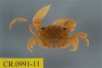 藏品(平背蜞)的圖片